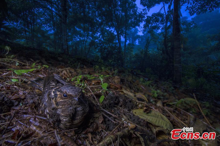 En la categoría de aves, Jaime Culebras, de Espa?a, es el ganador del Concurso Fotográfico Europeo de Vida Silvestre 2018 con la foto "A ser madre”. (Foto: Agencias)