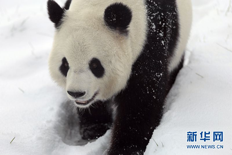 Los pandas gigantes disfrutan de la nieve en la zona más septentrional de China