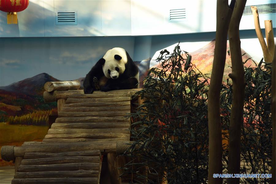 El panda gigante "Youyou" en la Casa del Panda Gigante de Yabuli