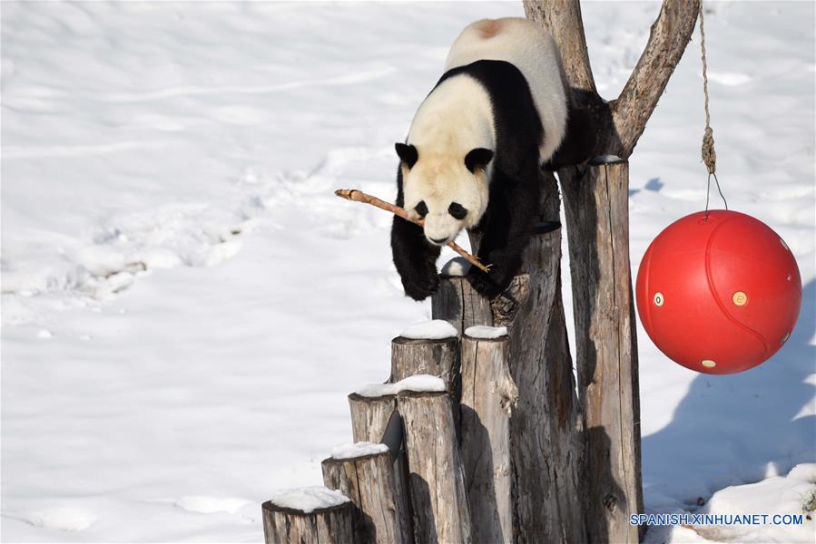 El panda gigante "Youyou" en la Casa del Panda Gigante de Yabuli