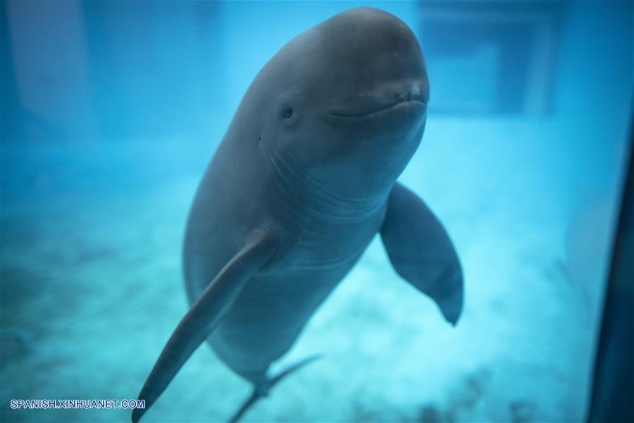 Wuhan: Marsopa sin aleta del Yangtze en acuario