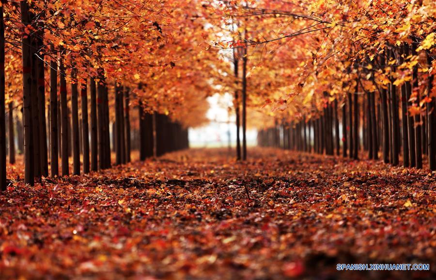 Vista de un bosque de arce en Shandong