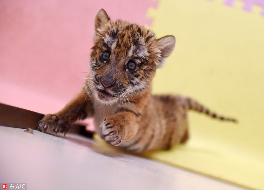 Un cachorro de tigre crece en el Zoológico de Wangcheng, Luoyang, provincia de Henan, 17 de agosto del 2018. [Foto: IC]