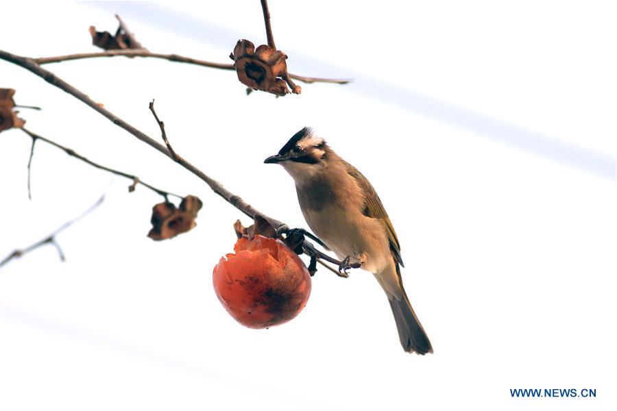 Las aves se deleitan con los caquis de Huai'an