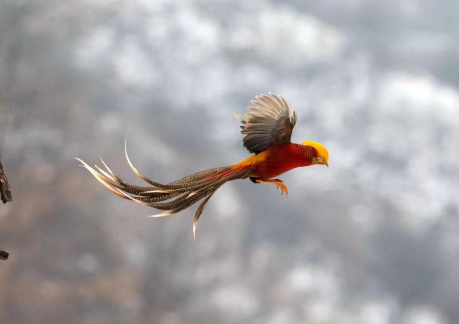 Una bandada de faisanes dorados, una especie de pájaro catalogado como animal silvestre protegido de segundo nivel, fueron avistados por los fotógrafos mientras volaban en un campo nevado de Sanmenxia, provincia de Henan, China. (Foto: Zhang Rongfang/ Chinadaily.com.cn)