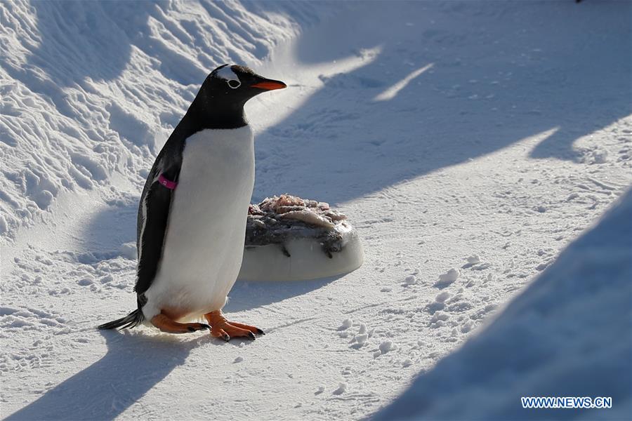 Graciosos pingüinos juegan al aire libre en Harbin