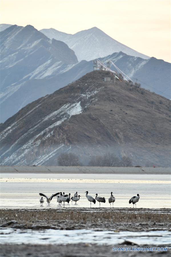 Grullas de cuello negro en Lhasa, Tíbet