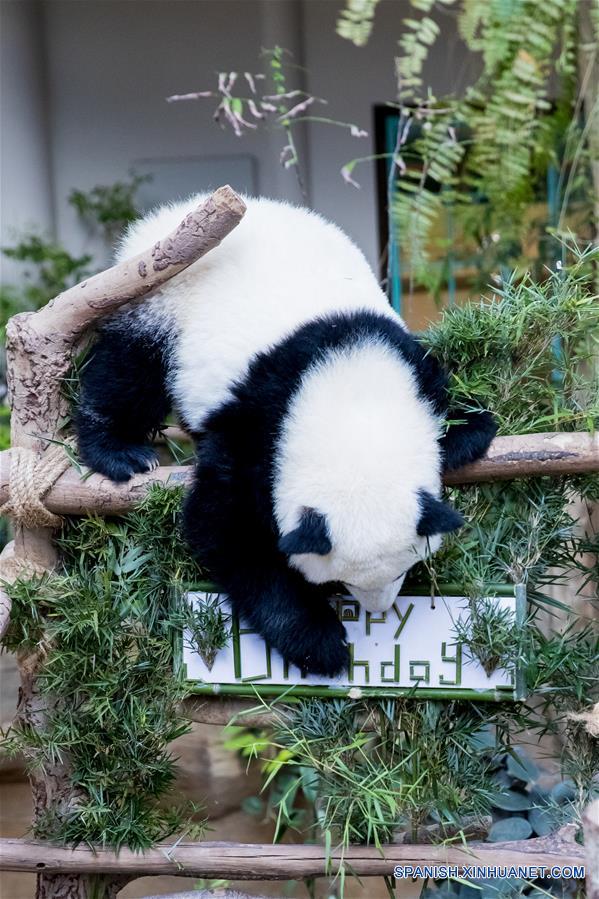 Panda gigante celebra primer cumplea?os en Zoológico Nacional de Malasia