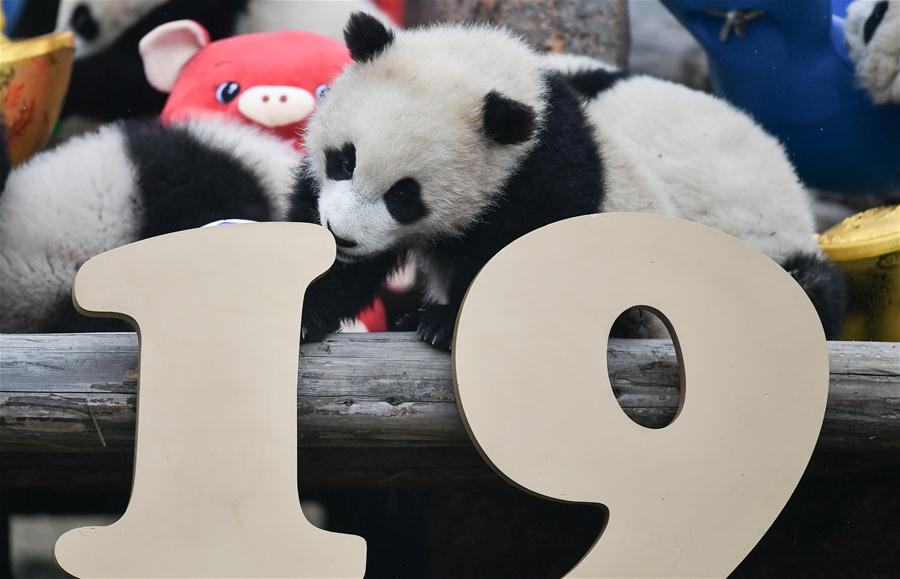 Cachorros de panda gigante hacen aparición grupal en Sichuan