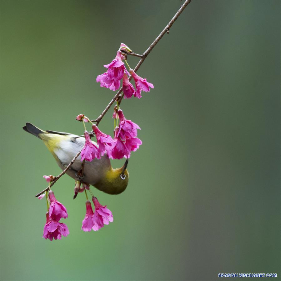 Ojiblanco y flores de cerezo en Fujian