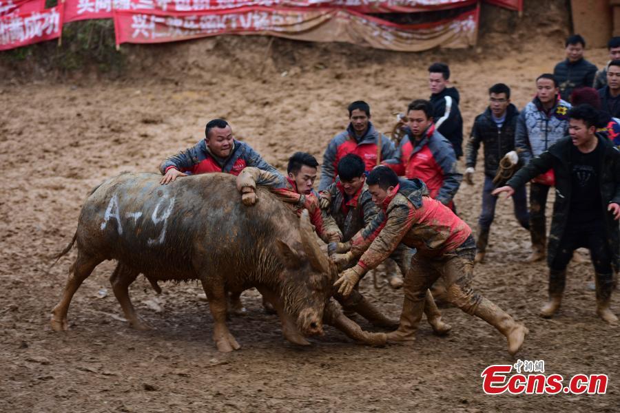 Pelea de búfalos atrae a los visitantes a una aldea de Guizhou 