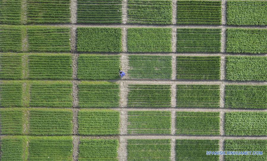 Los granjeros se encuentran ocupados con las labores agrícolas durante el inicio de la primavera