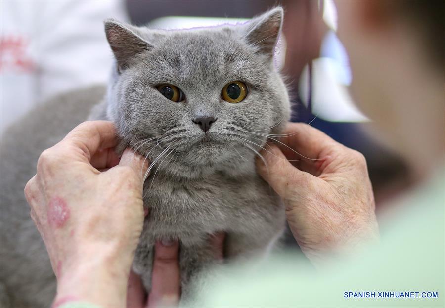 Exhibición internacional de gatos en Croacia