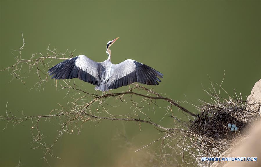 Garzas en Pinglu, Shanxi