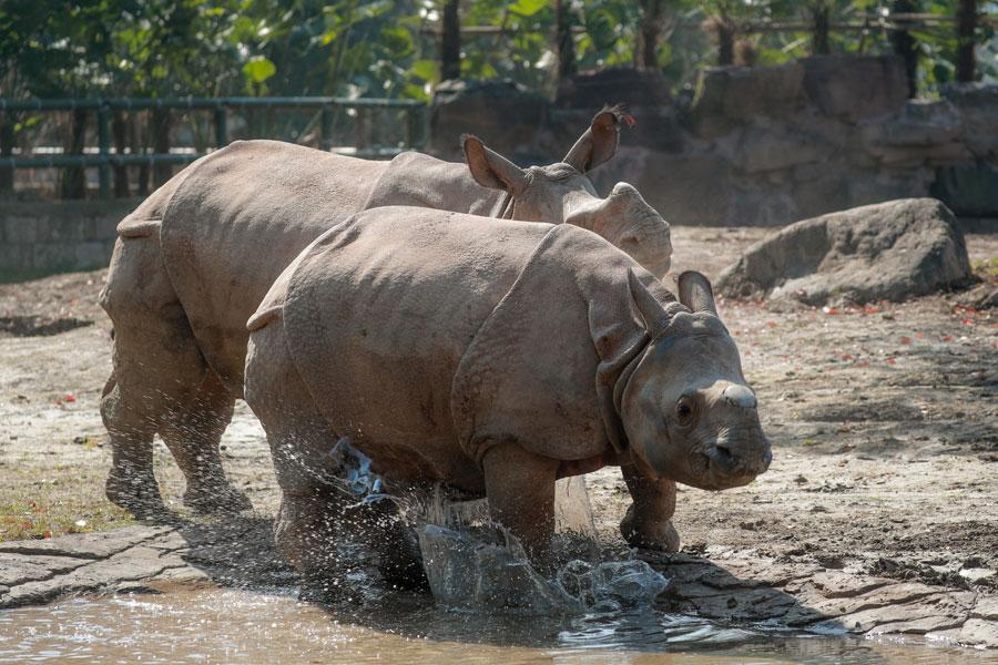 Un par de rinocerontes asiáticos en peligro de extinción, regalados a Shanghai por Nepal, se presentan oficialmente al público el 23 de marzo en el Parque de la Fauna Salvaje de Shanghai, situado en la Nueva área de Pudong. (Foto: proporcionada a chinadaily.com.cn)