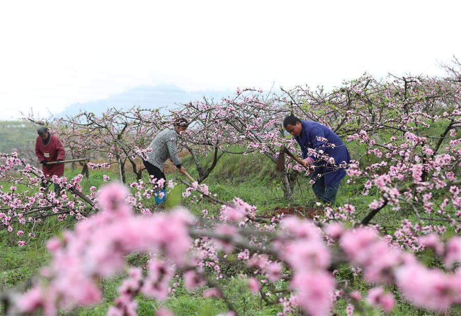 Agricultores trabajan en campos