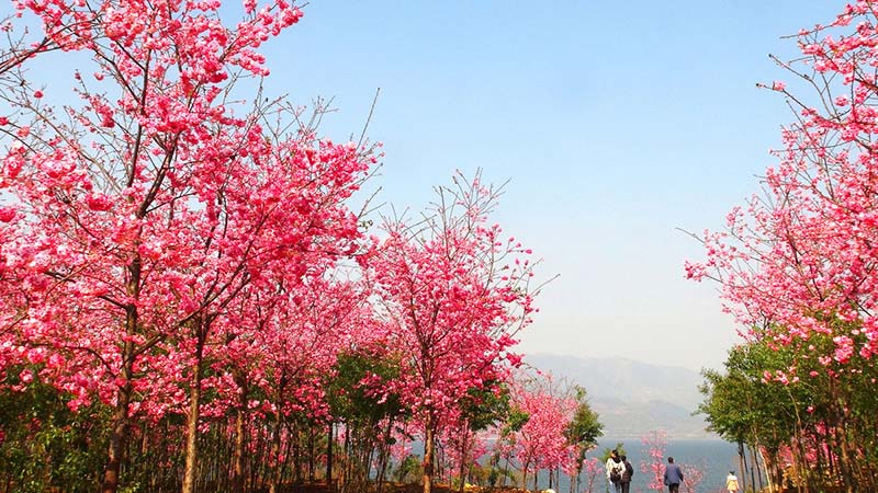 Cerezos en plena floración embellecen el Parque del Lago Fuxian, en Chengjiang, provincia de Yunnan, marzo del 2019. [Foto: proporcionada a chinadaily.com.cn]