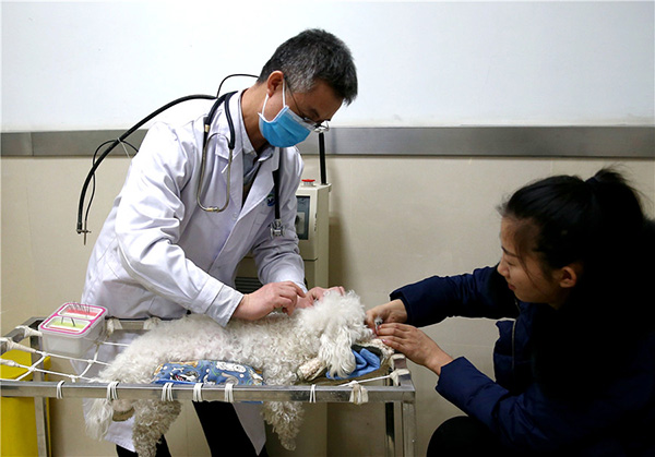 Pang Haidong, veterinario del departamento de medicina veterinaria tradicional china del Hospital de Ense?anza Veterinaria de la Universidad Agrícola de China en Beijing, aplica acupuntura a Anbei, un Bichón Frise de 2 a?os. Enero, 2019. [Foto: Zou Hong/ China Daily]