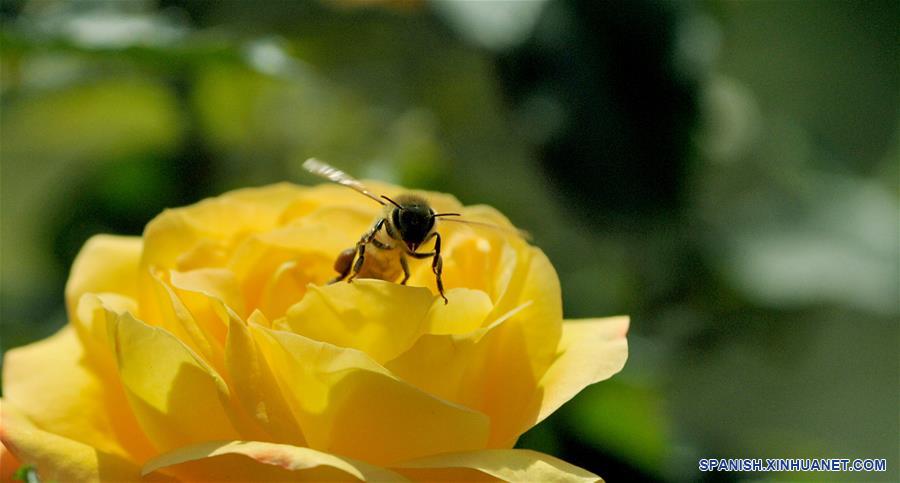 Abeja sobre flor