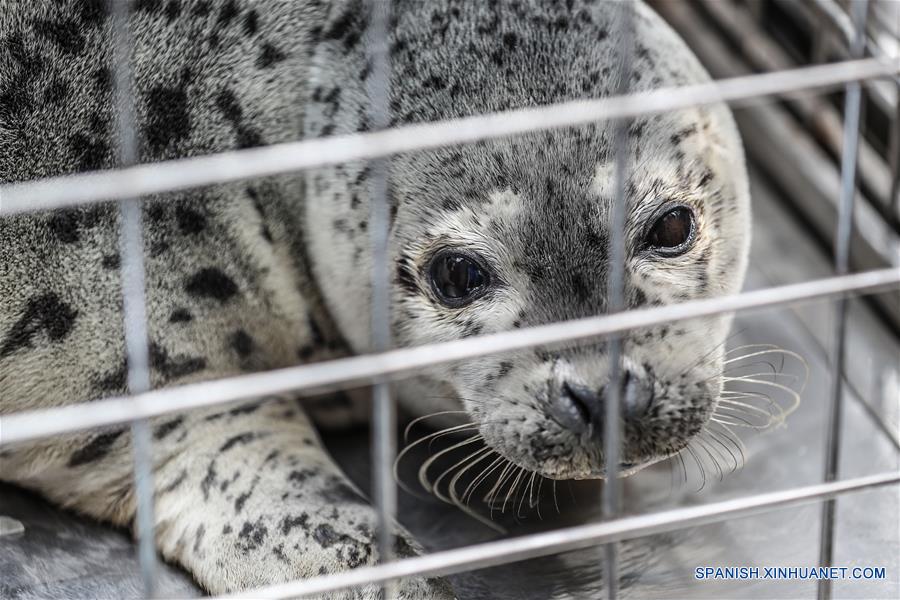 Focas liberadas en naturaleza en Dalian