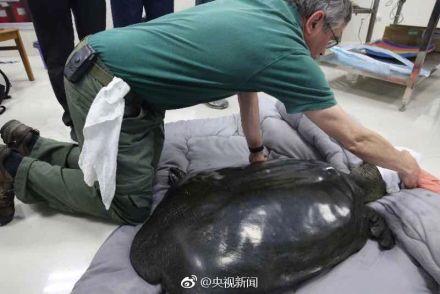 última hembra de la tortuga gigante de caparazón suave del Yangtze, China. [Foto/Weibo]