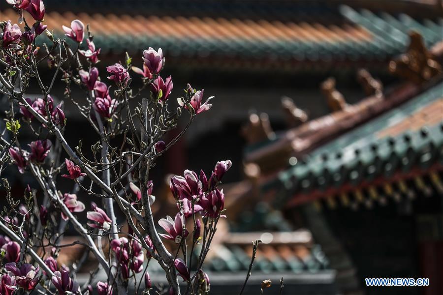 En fotos: flores de magnolia en el Museo de Palacio de Shenyang