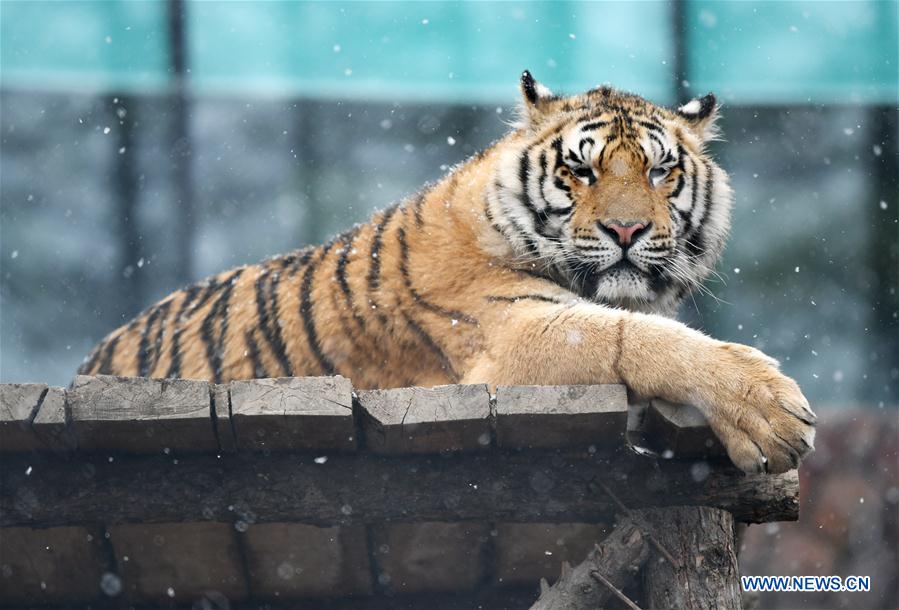 En fotos: los tigres siberianos de Hailin en Heilongjiang 