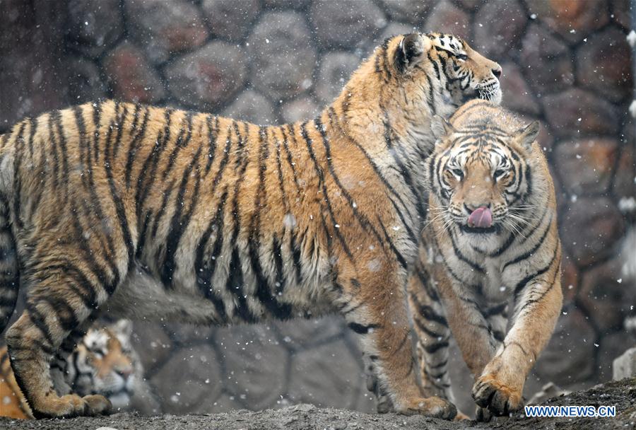 En fotos: los tigres siberianos de Hailin en Heilongjiang 