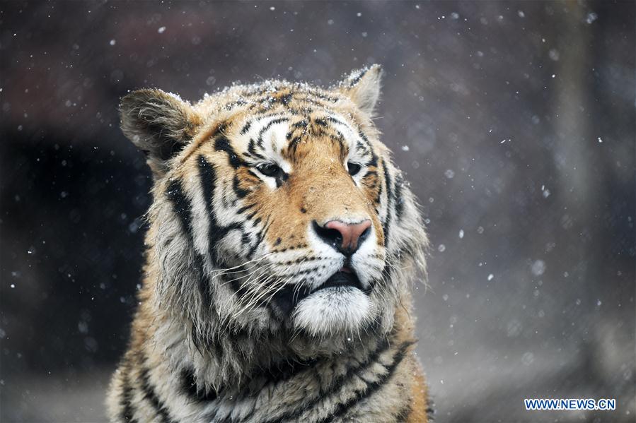 En fotos: los tigres siberianos de Hailin en Heilongjiang 