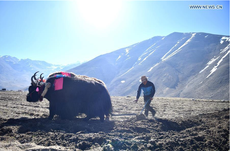 Comienza el arado de primavera en el Tíbet