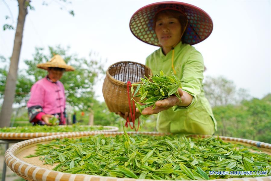 Jardín de té en Hebei