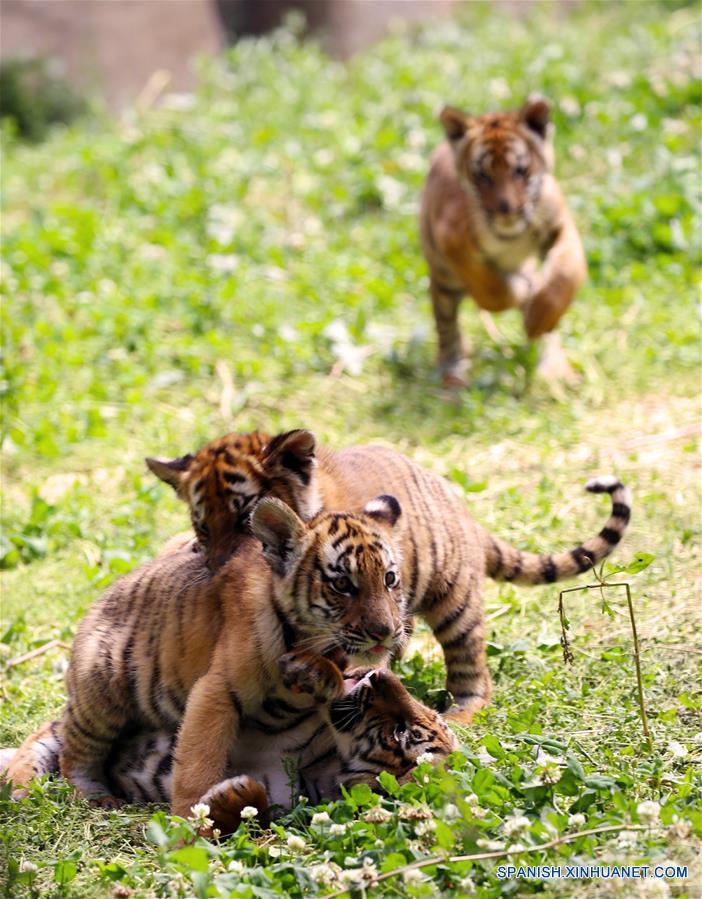 Cachorros de tigre del sur de China