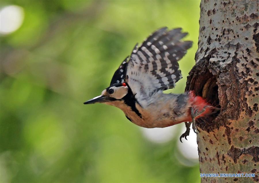 Pájaro carpintero manchado