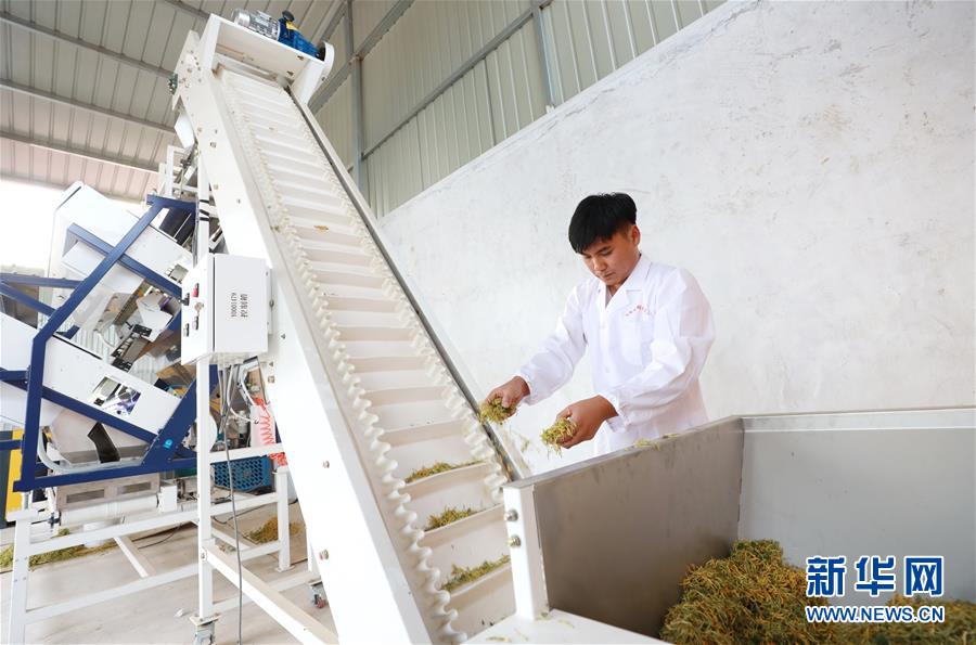 El 28 de mayo, los agricultores de la aldea Liujiazhuang de Dameng, en el condado Neiqiu de la provincia de Hebei, seleccionan la madreselva.