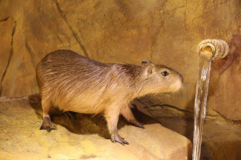 Zoolung Zoolung, el primer parque temático cubierto para animales ubicado en el centro de Shanghai, se inauguró oficialmente en un centro comercial en la Nueva área de Pudong en Shanghai. [Foto provista a chinadaily.com.cn]