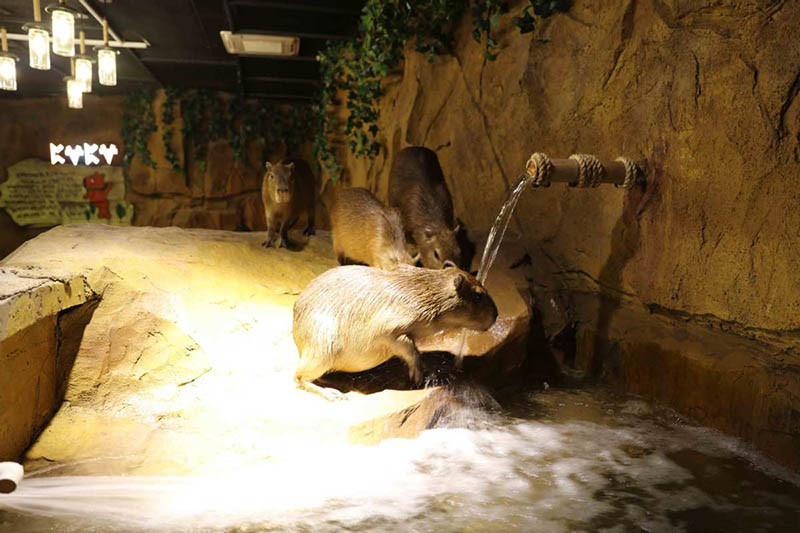 Zoolung Zoolung, el primer parque temático cubierto para animales ubicado en el centro de Shanghai, se inauguró oficialmente en un centro comercial en la Nueva área de Pudong en Shanghai. [Foto provista a chinadaily.com.cn]