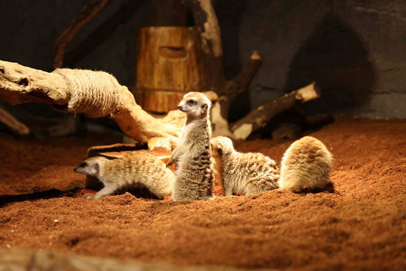 Zoolung Zoolung, el primer parque temático cubierto para animales ubicado en el centro de Shanghai, se inauguró oficialmente en un centro comercial en la Nueva área de Pudong en Shanghai. [Foto provista a chinadaily.com.cn]