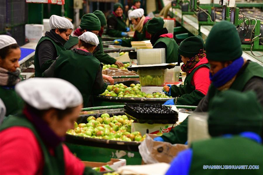  SAN FERNANDO, 14 junio, 2019 (Xinhua) -- Personas trabajan en la Planta de Procesamiento Frusan de San Fernando, en la región de O'Higgins, a unos 140 kilómetros al sur de Santiago, capital de Chile, el 14 de junio de 2019. El ministro de Agricultura de Chile, Antonio Walker, celebró el viernes los primeros envíos de cuatro tipos de peras chilenas a China. El mercado chileno ofrece cajas desde 2 kilos, exclusivas para el mercado chino, hasta de 18 kilos, para los distribuidores de frutas. (Xinhua/Jorge Villegas)