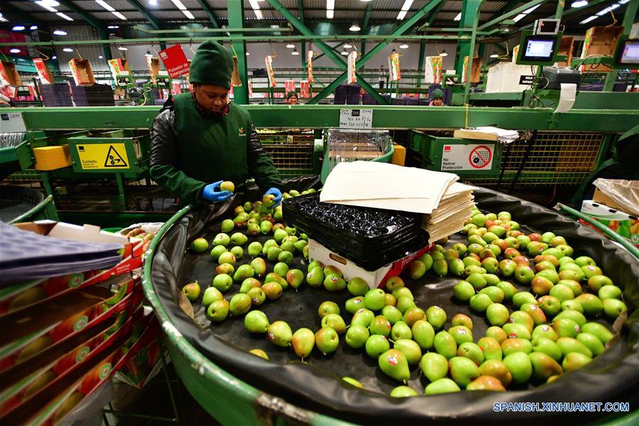 SAN FERNANDO, 14 junio, 2019 (Xinhua) -- Una empleada trabaja en la Planta de Procesamiento Frusan de San Fernando, en la región de O'Higgins, a unos 140 kilómetros al sur de Santiago, capital de Chile, el 14 de junio de 2019. El ministro de Agricultura de Chile, Antonio Walker, celebró el viernes los primeros envíos de cuatro tipos de peras chilenas a China. El mercado chileno ofrece cajas desde 2 kilos, exclusivas para el mercado chino, hasta de 18 kilos, para los distribuidores de frutas. (Xinhua/Jorge Villegas)