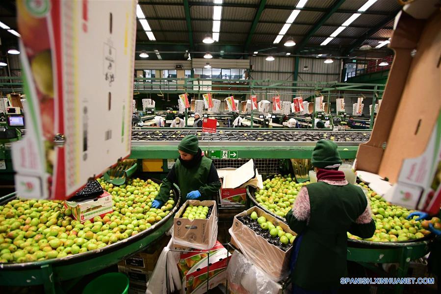 SAN FERNANDO, 14 junio, 2019 (Xinhua) -- Personas trabajan en la Planta de Procesamiento Frusan de San Fernando, en la región de O'Higgins, a unos 140 kilómetros al sur de Santiago, capital de Chile, el 14 de junio de 2019. El ministro de Agricultura de Chile, Antonio Walker, celebró el viernes los primeros envíos de cuatro tipos de peras chilenas a China. El mercado chileno ofrece cajas desde 2 kilos, exclusivas para el mercado chino, hasta de 18 kilos, para los distribuidores de frutas. (Xinhua/Jorge Villegas)