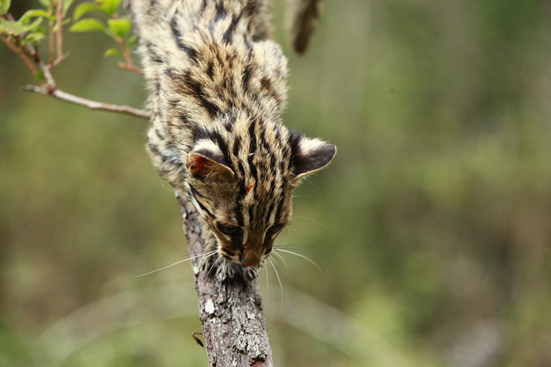 Un gato leopardo en el Zoológico del Bosque Puer Taiyanghe en la provincia de Yunnan. [Foto: proporcionada a chinadaily.com.cn]