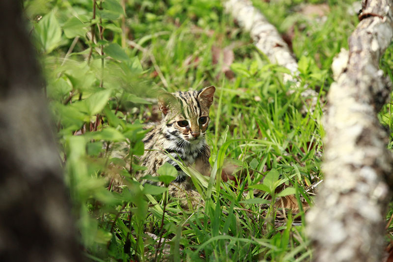 Un gato leopardo en el Zoológico del Bosque Puer Taiyanghe en la provincia de Yunnan. [Foto: proporcionada a chinadaily.com.cn]