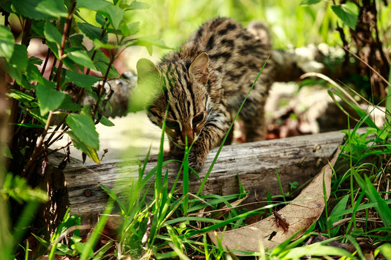 Dos gatos leopardos en el Zoológico del Bosque Puer Taiyanghe en la provincia de Yunnan. [Foto: proporcionada a chinadaily.com.cn]