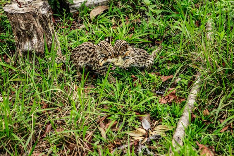 Un gato leopardo en el Zoológico del Bosque Puer Taiyanghe en la provincia de Yunnan. [Foto: proporcionada a chinadaily.com.cn]