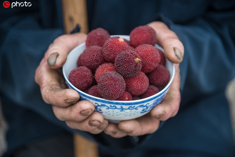 Bayas chinas (yangmei) cultivadas en la aldea Sidu, 12 de junio del 2019. [Foto: IC]