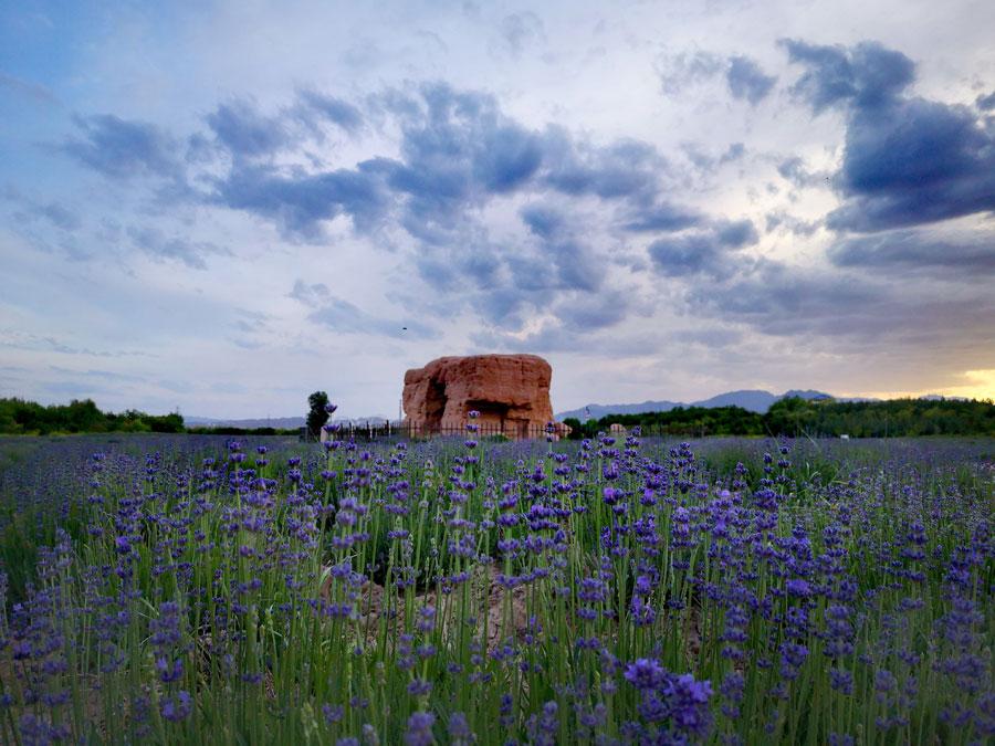 Un mar de flores de lavanda embellece la "Provenza del Este"