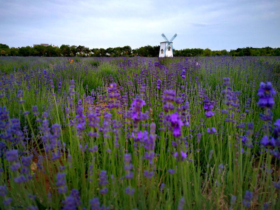 Un mar de flores de lavanda embellece la "Provenza del Este"