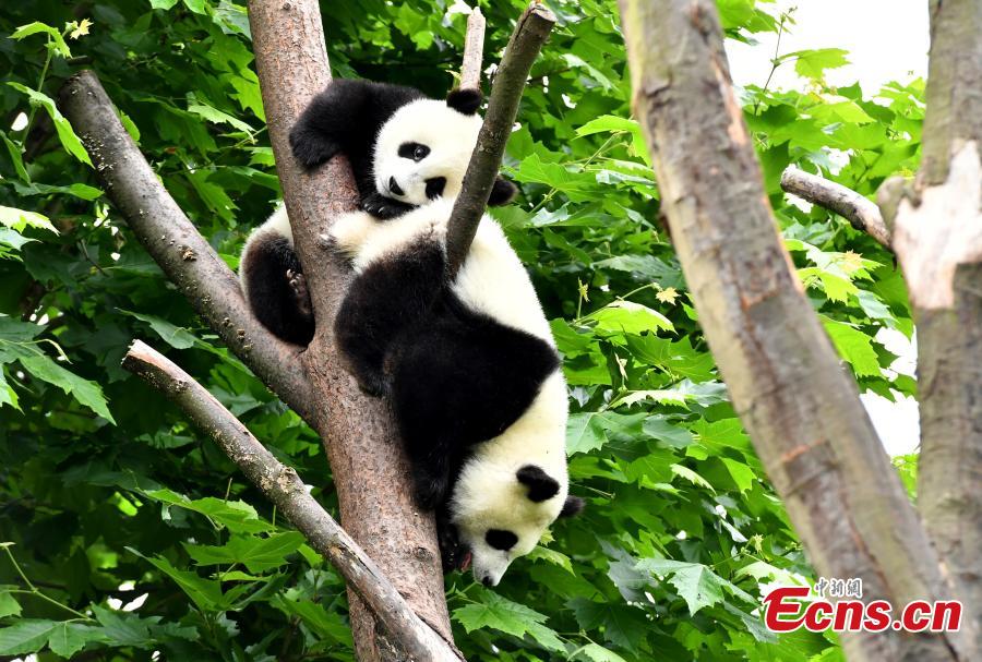 Cachorros de panda gigantes se divierten en el “jardín de la infancia”