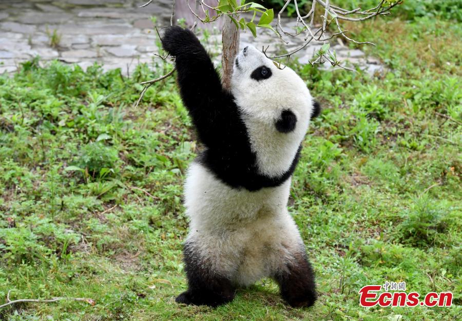 Cachorros de panda gigantes se divierten en el “jardín de la infancia”