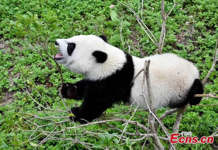 Cachorros de panda gigantes se divierten en el “jardín de la infancia”